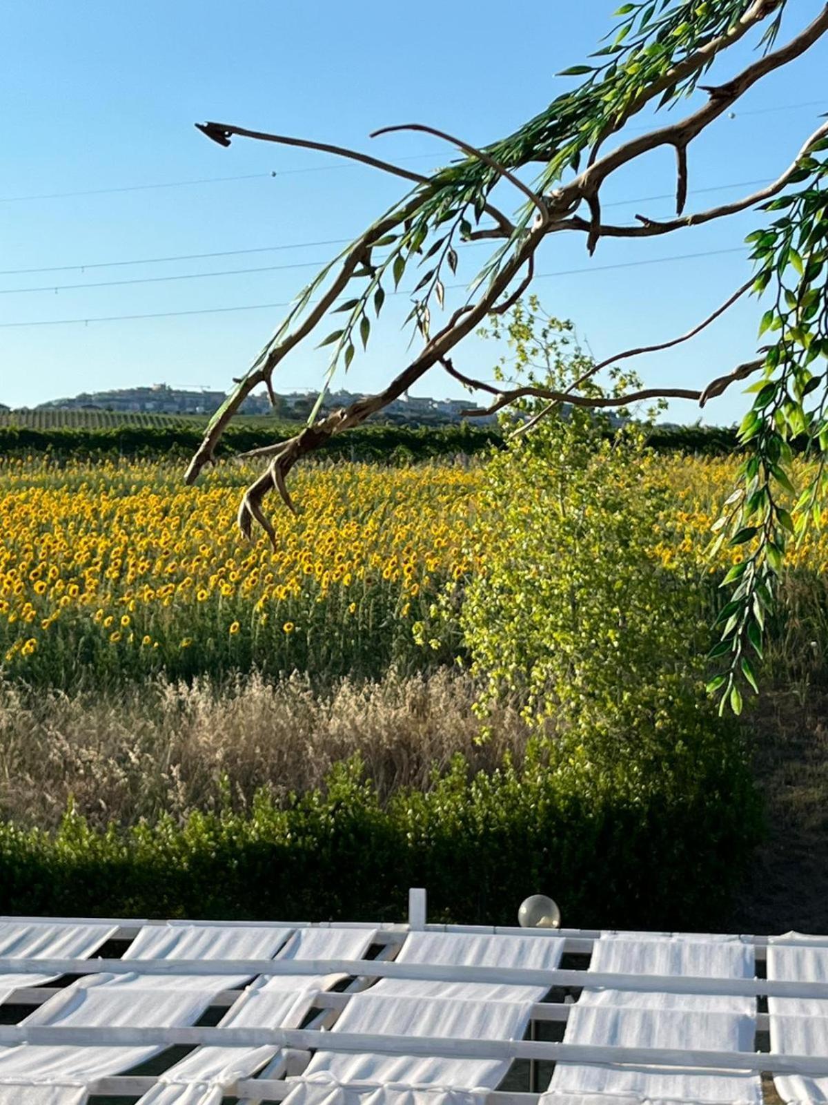 Il Podere Degli Asinelli Città Sant'Angelo Esterno foto
